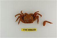 藏品(美麗斜紋蟹)的圖片